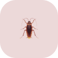 A single cockroach is centered on a light pink background, highlighting the need for coastal termite and pest control.
