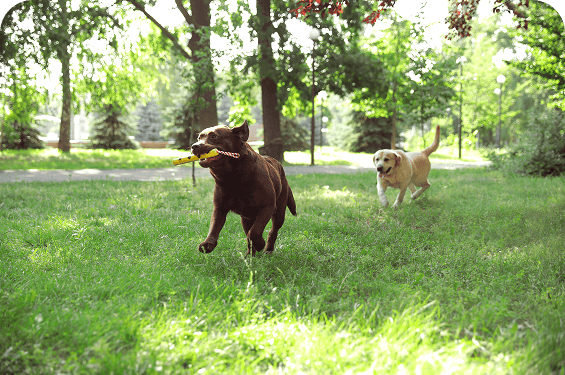 Two dogs running on grass in a park, with one carrying a yellow toy while the other follows behind. Trees and greenery, well-maintained thanks to coastal termite and pest control services, are visible in the background.