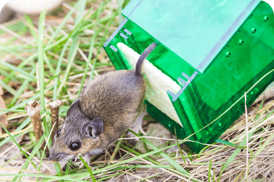 A small brown mouse is exiting a green plastic trap onto grass and dried leaves outdoors, demonstrating the effectiveness of coastal termite and pest control solutions in managing unwanted pests humanely.