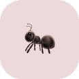 A simple illustration of a black ant on a light pink background with rounded corners, perfect for highlighting coastal termite and pest control themes.