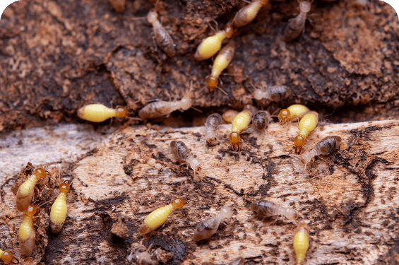Several termites crawl on a piece of decaying wood, showing various stages of development and activity on the textured surface—a clear sign that coastal termite and pest control may be needed.